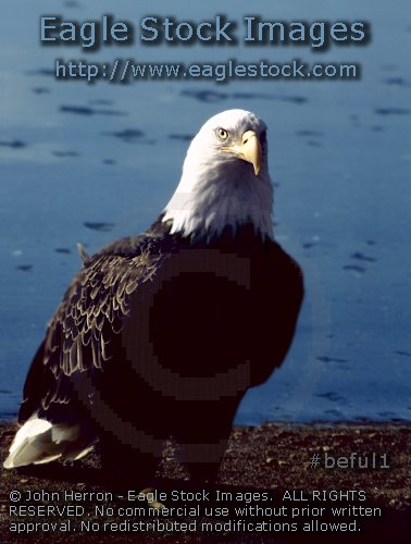 Picture of Bald Eagle with ocean low tide.  [BEFUL1].   Wildlife prints are now available of this picture and all others on this website.  Mens gifts, gifts for men.